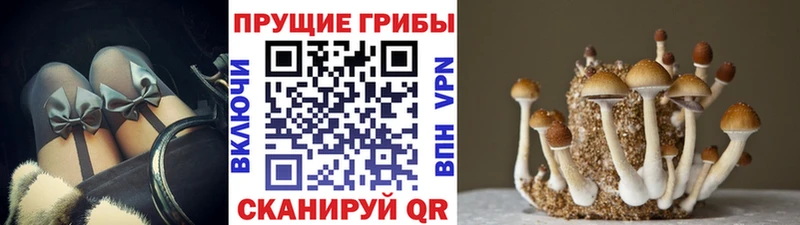 Галлюциногенные грибы Psilocybe  Ступино 